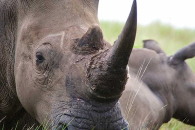 3D printing rhino horn could help reduce poaching
