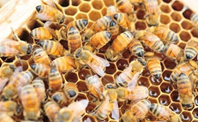 Wearable sensors for bees
