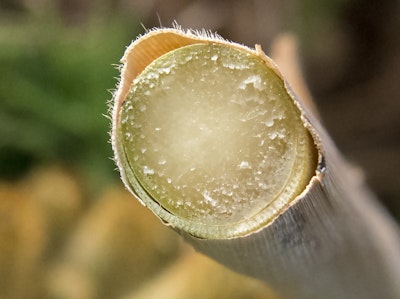 Unlocking the energy stored in plant cell walls