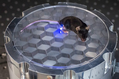 Wireless, fully implantable device powered by body movement