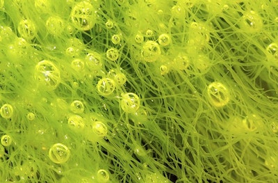 Technology to harness the electrical energy from plants