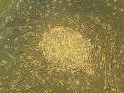 Patent for 3D printing of stem cells