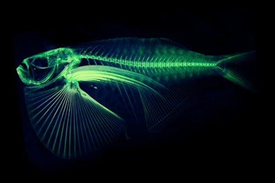 3D printing every fish species on earth