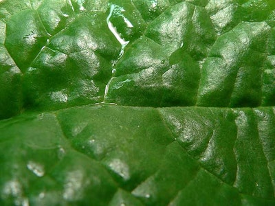Vibrations enhance efficiency of photosynthesis