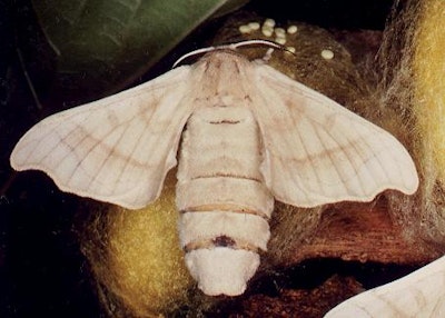 Electricity from silk worm cocoons