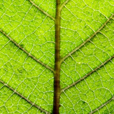 Scientists uncover photosynthetic puzzle