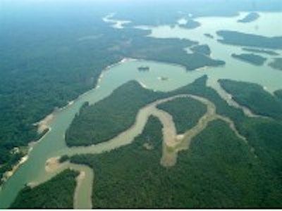 Amazon rainforest, electro-active papers using piezoelectric cellulose