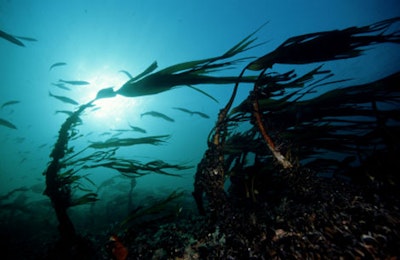 Energy harvesting from tethered undersea kites