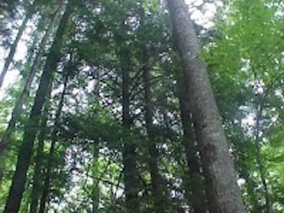 Wireless sensor network powered by trees