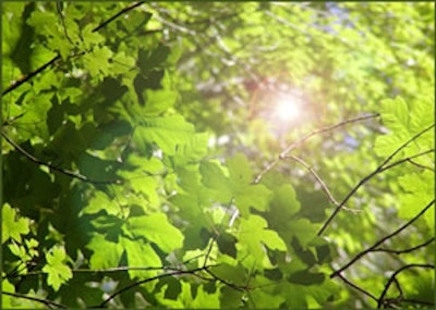 Solar electricity generated with photosynthetic proteins