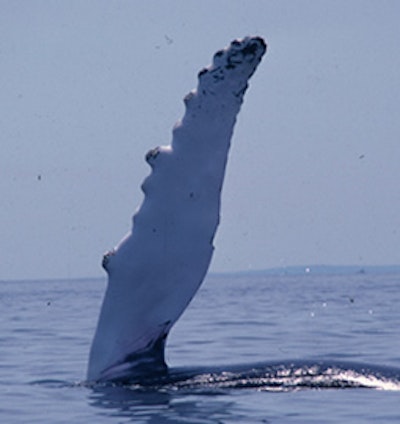 Whale inspired blades for ocean energy harvesting