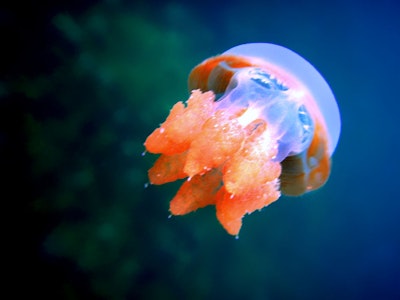 Study on jellyfish energy consumption to improve robotic designs