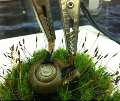 Biofuel cells implanted in snails