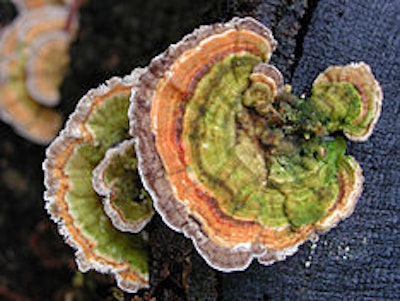 Tree fungus useful for the production of electricity