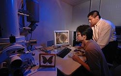 Improvements to solar cells come from moths and cicadas