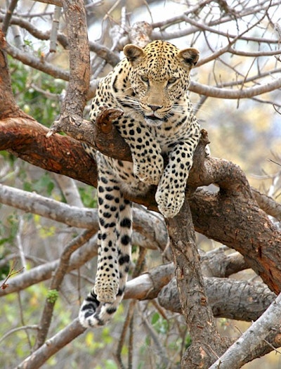 Energy harvesting collars for tracking leopards
