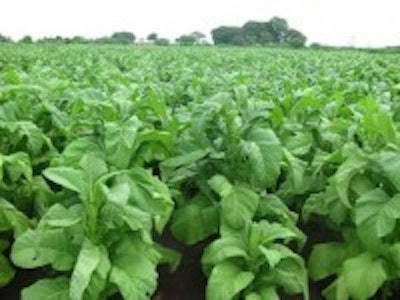 Tobacco plants could produce solar cells