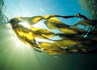 From seaweed to solar cells