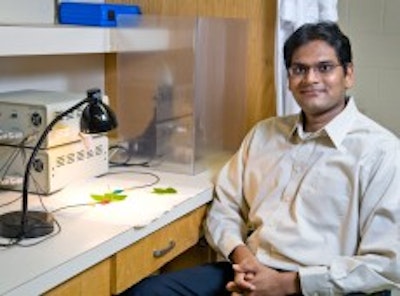 How to harvest electricity directly from plants