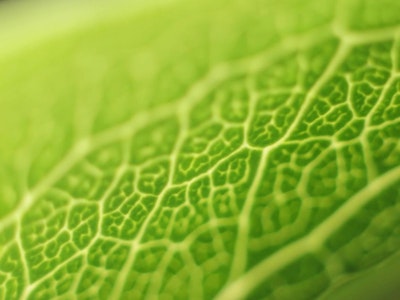 The first practical artificial leaf