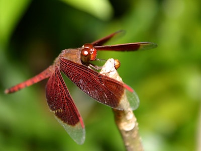 Biomimicry for wind and solar energy harvesting