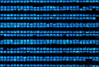 Bacteria could light up neon signs using biopixels