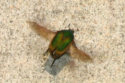 Harvesting power from beetle's wings