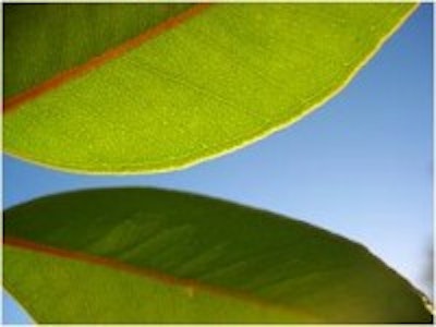 Plants inspire new generation of solar cells