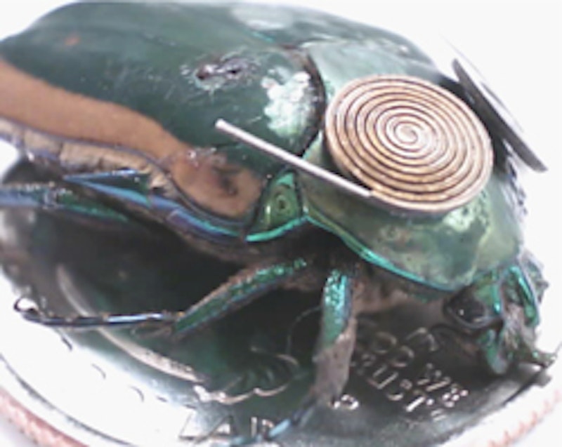Insect cyborgs use energy harvesting