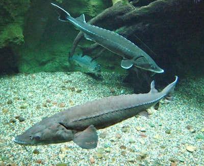Self-charging tag tracks fish as long as they swim
