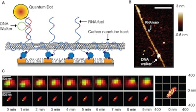 Tiny DNA walker harvests energy from RNA