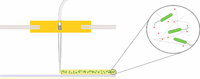 3D printing bacteria creates materials in a novel way