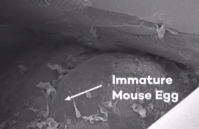 3D printed ovaries produce healthy offspring