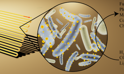 Cyborg bacteria outperform plants at photosynthesis
