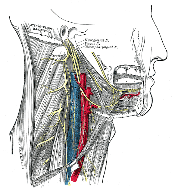Electronic modulation of carotid sinus nerve | Global Biotechnology