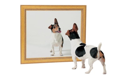 Facial recognition technology helps find lost pets