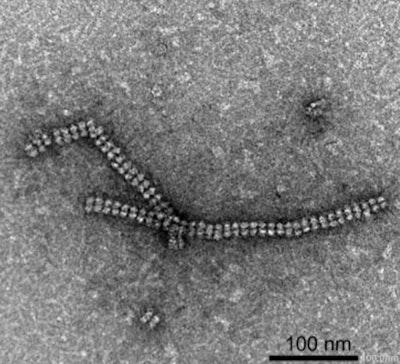 Nanotubes built from protein crystals: Breakthrough