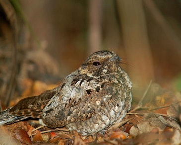 Drones can detect protected nightjar nests