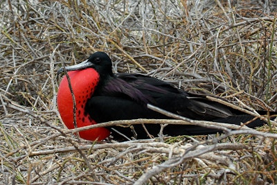 Drones rid island of rat plague