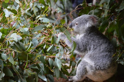 Koala-spotting drones proves a flying success