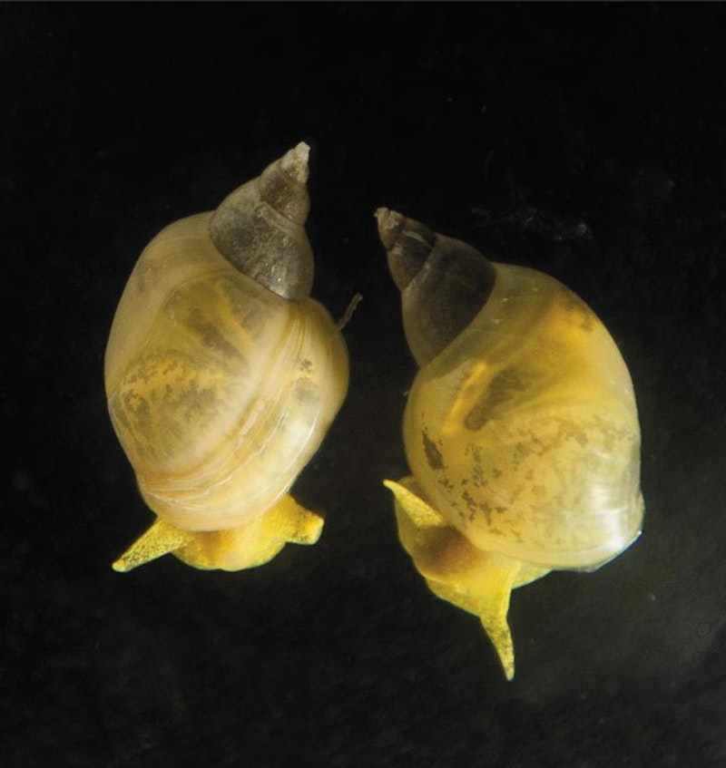 How the snail's shell got its coil