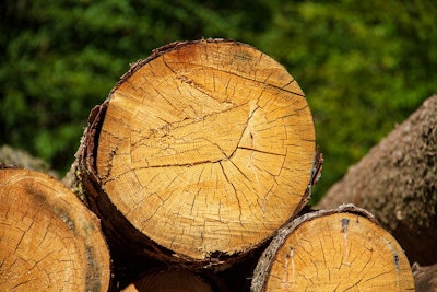 Metsähallitus, CollectiveCrunch partnership to bring AI to forestry