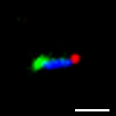 Self-healing DNA nanostructures