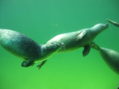Wearable device reveals how seals prepare for diving