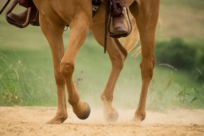 3D printed scaffolds to support bone regeneration in horses