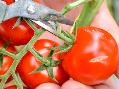 Stop food waste with 3D food printing?