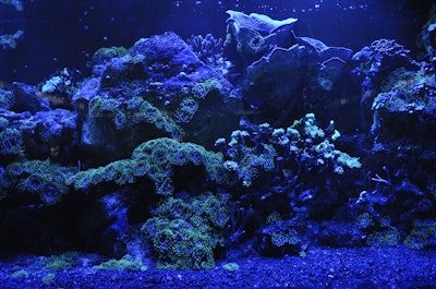 3D printed coral could help endangered reefs