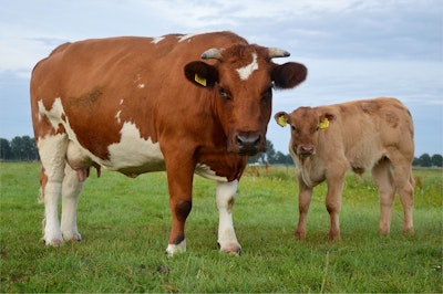Machine Learning for Mastitis Diagnosis in Cows