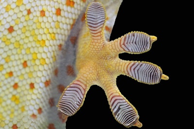 To Climb Like a Gecko, Robots Need Toes