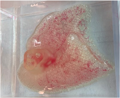 Collaboration on 3D Bioprinting of Kidneys and Lungs